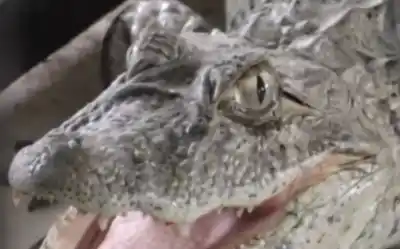 ¿Yacarés en Cabra Corral? Fauna salteña desmiente los videos virales y pide no alarmarse