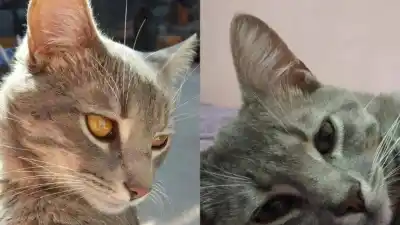 Un gato gris atigrado desapareció en Alto Comedero y sus dueños piden ayuda
