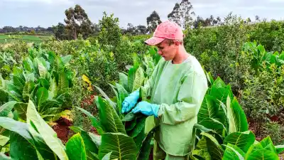 El cambio silencioso que transformó la vida de los tabacaleros misioneros en diez años