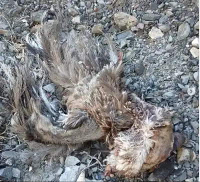 Hallazgo macabro bajo un puente: restos de animales desatan una investigación