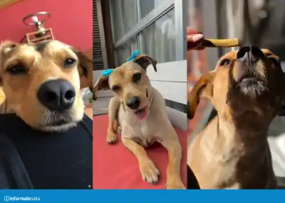 Un proyecto de ley busca castigar con cárcel a quienes abandonen a sus mascotas en Salta