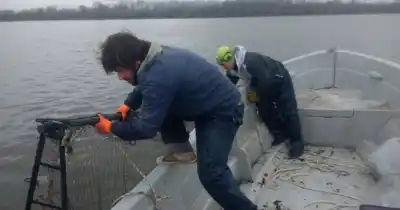 El secreto que guarda el Río de la Plata: qué revela un censo de peces en Ensenada y Berisso