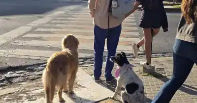 Mascotas: cómo funcionan las prepagas y seguros que arrancan en 11 mil pesos