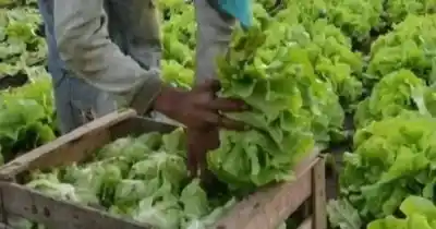 Tras 20 años, Buenos Aires vuelve a censar a sus productores hortiflorícolas