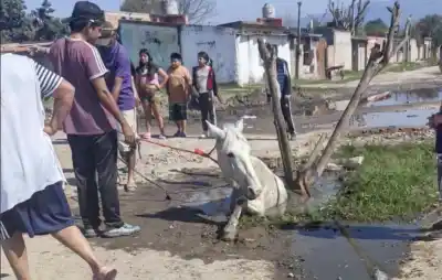 Manantial Sur: un caballo cayó en un pozo y la comunidad exige respuestas