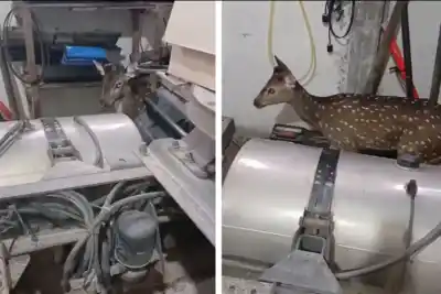 Un ciervo se coló en un taller mecánico y sorprendió a todos: el insólito momento que se volvió viral
