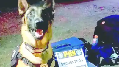 El narco paraguayo que cayó con 50 kilos en la Ruta 22 logró un beneficio que nadie esperaba