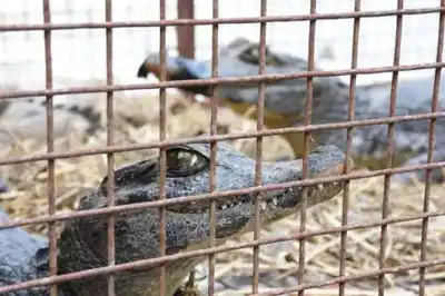 El alarmante hábito que condena a la fauna silvestre en Salta: “Ecológicamente está muerto”