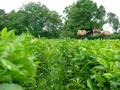 El precio del té en Misiones: los productores ya tienen un número en la cabeza y no es alentador