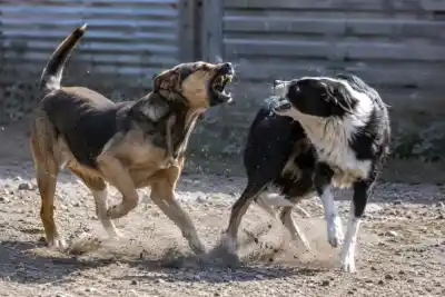 La insólita excusa del hombre que dejó ciego a un perro al intentar separar una pelea