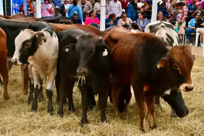 Alerta por “El Niño” en Formosa: las claves para evitar pérdidas en el campo
