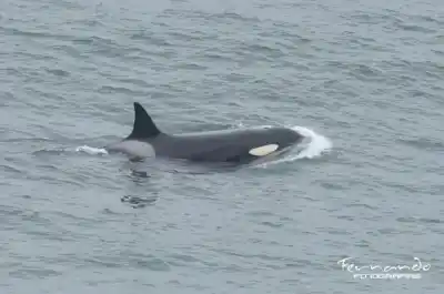 El regreso más esperado: la orca Mica volvió a Punta Bermeja y dejó imágenes que sorprendieron a todos