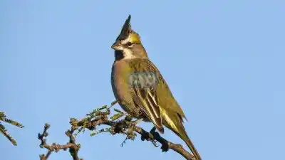 Paraná estrena una consola interactiva que revela los secretos sonoros de las aves del Islote Curupí