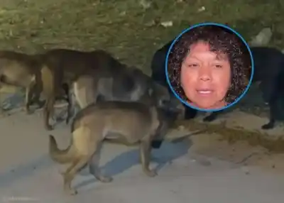 Villa Lavalle: la desesperada cruzada de una proteccionista por 50 perros que viven en la calle