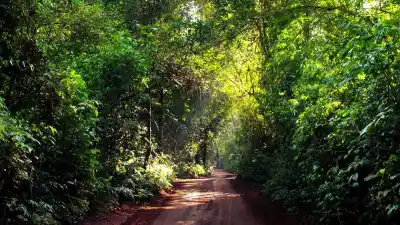 Alerta en Misiones: advierten que la reforma de la Ley de Tierras podría concentrar la producción en una sola empresa