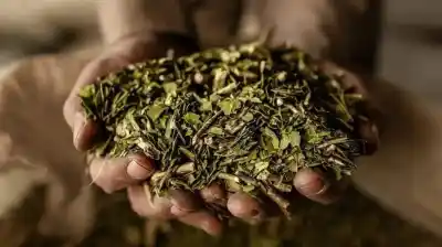 El inesperado giro global de la yerba mate: un apellido famoso entra en escena