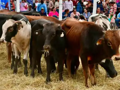 Alerta en Formosa por El Niño: el plan secreto para salvar los cultivos y el ganado