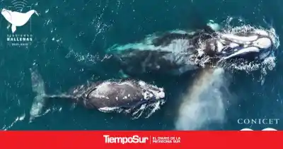 Atenea, la ballena que cruzó de océano y desafió todas las teorías científicas