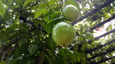 El secreto de la enredadera que conquista jardines tucumanos: belleza y frutos en una sola planta