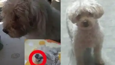 La desesperada búsqueda de Violeta: ofrecen recompensa por su regreso