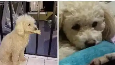La desesperada búsqueda de “Coco”: el caniche que desapareció en Coronel Arias