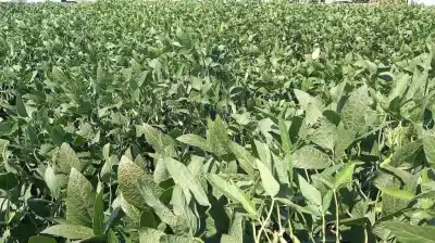 Lluvias de febrero: Un alivio frágil que deja al campo tucumano al borde de una decisiva definición