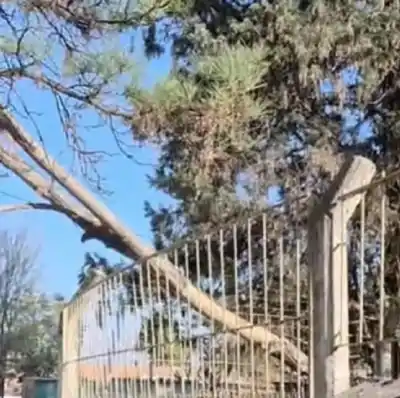 El susto en una escuela de zona Sur: un árbol de gran porte se desplomó en el patio