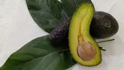 La palta Carumbé: el tesoro oculto de Jujuy que conquista Buenos Aires y sueña con producirse a gran escala