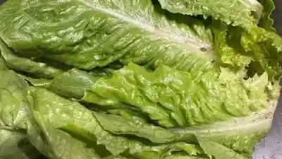 El brote de lechuga contaminada que preocupa al mundo: qué dicen los especialistas en Jujuy