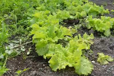 Capacitación gratuita en Río Grande: claves para una producción hortícola más segura y sostenible