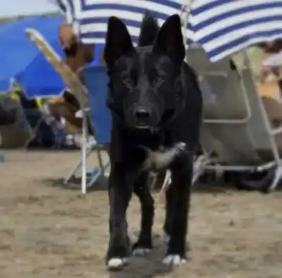 Envenenamiento de tres perros: la prueba que complica a los acusados en Rawson