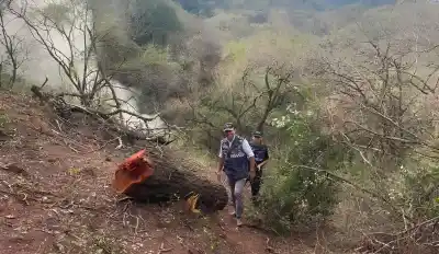 Denuncia de un vecino destapó un desmonte ilegal de cuatro hectáreas en Burruyacú