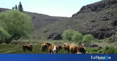 La ganadería patagónica cerró julio con subas dispares y Santa Cruz casi sin movimiento
