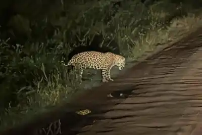 Un yaguareté sorprendió al personal del Parque Iberá en plena Ruta 6