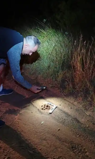 Un yaguareté sorprendió a todos en una ruta de Mburucuyá: el increíble hallazgo que revelaron las huellas