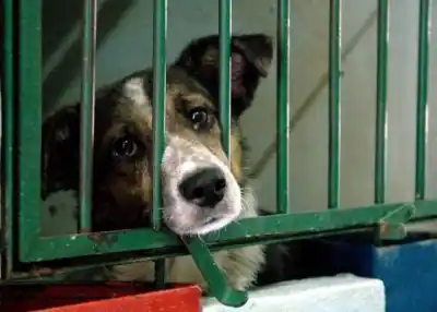 Maltrato animal en la mira: buscan crear un registro público de infractores en Neuquén