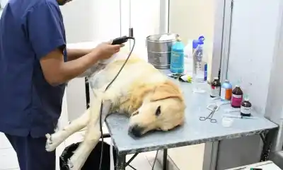 Exigen controles más estrictos en la venta de productos veterinarios en Salta