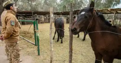 Secuestraron 260 kilos de carne y otros alimentos en un comercio de Las Heras