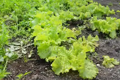 Productores hortícolas de Río Grande: llega una capacitación gratuita para potenciar sus cultivos