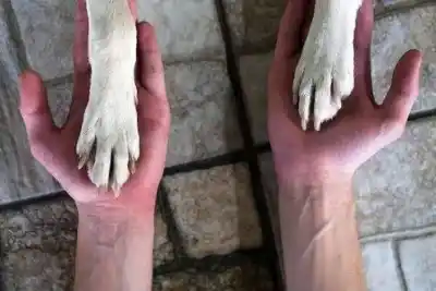 Un veterinario cruzó a una diputada por su proyecto para regular criaderos: "No tiene ni pie ni cabeza"