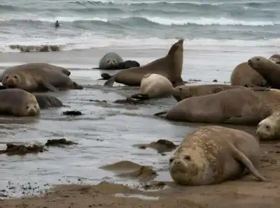 El plan secreto para salvar al elefante marino del sur: Chubut ya trabaja en su conservación