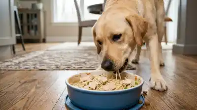 El plato casero que tu perro puede comer: lo que los veterinarios no te cuentan sobre los fideos con pollo