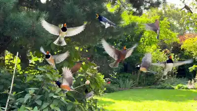 El secreto que esconden los pájaros que cantan en tu casa: no es casualidad y revela algo clave