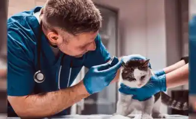 ¿Sabías que hoy es el Día del Veterinario en Argentina? La historia detrás de la fecha
