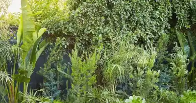 Aprende a diseñar jardines sustentables: curso con certificado oficial en Abasto