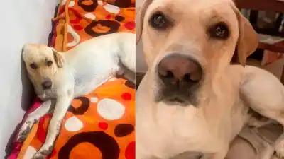 Robaron a Tayson en el barrio América del Sur y su familia lo busca desesperadamente