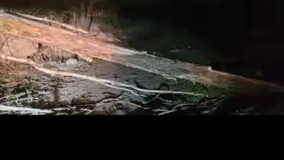 El viento arrasó El Rodeo: postes caídos, árboles derribados y una ruta bloqueada por incendio