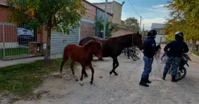 ¿Sabías que un caballo suelto puede causar una tragedia? Lo que pasó en Salta te va a sorprender
