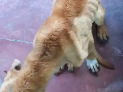 Allanamiento en Basail: rescataron a cuatro perros con signos de maltrato y los dueños quedaron detenidos