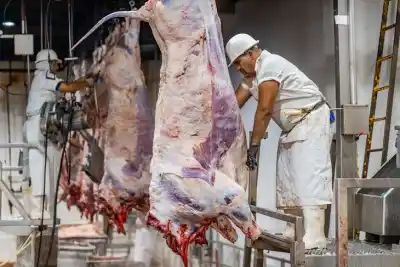 El plan de Corrientes para dejar de exportar terneros y faenar en casa